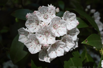 Mountain Laurel