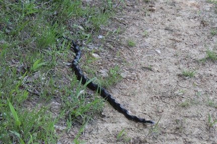 Eastern Ratsnake