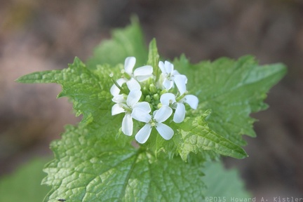 Garlic Mustard