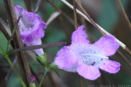 Purple False Foxglove