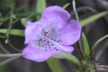 Purple False Foxglove