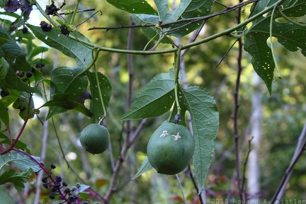 Purple Passionflower