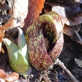 Skunk Cabbage