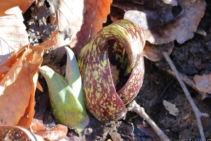 Skunk Cabbage