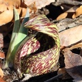 Skunk Cabbage