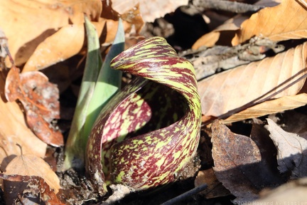 Skunk Cabbage