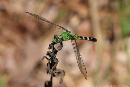 Eastern Pondhawk