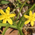 Common Goldstar