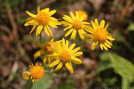 Golden Ragwort