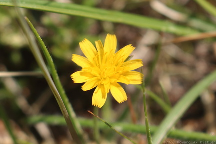 Dwarf Dandelion