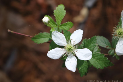 Allegheny Blackberry