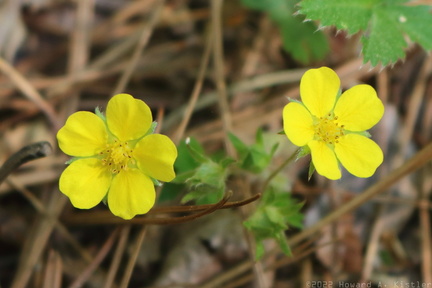 Canadian Dwarf Cinquefoil