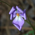 Bird's-foot Violet