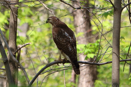 Immature Buteo