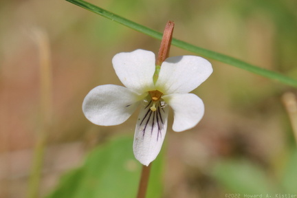 Primrose-leaved Violet