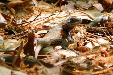 Eastern Fence Lizard