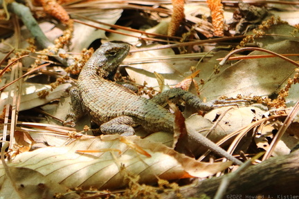 Eastern Fence Lizard