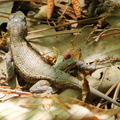 Eastern Fence Lizard