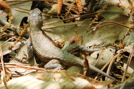 Eastern Fence Lizard