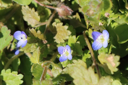 Field Speedwell