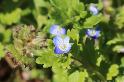Field Speedwell