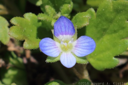 Field Speedwell