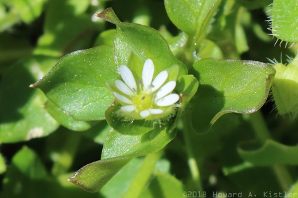 Chickweed