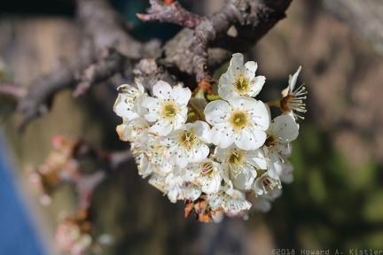 Pear tree blossoms