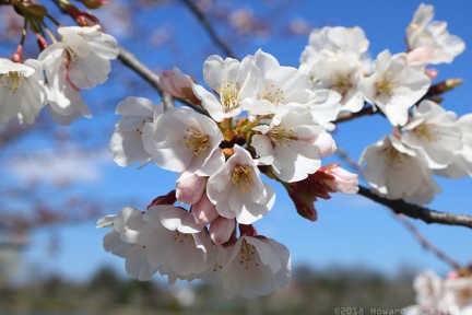 Pear tree blossoms