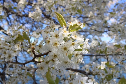 Pear tree blossoms