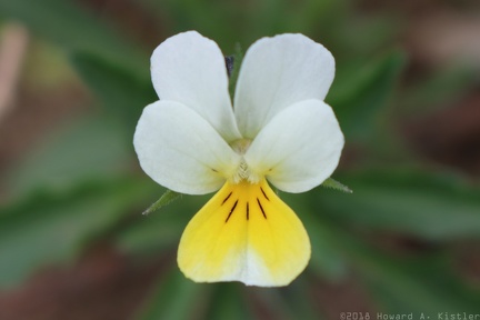 European Field Pansy