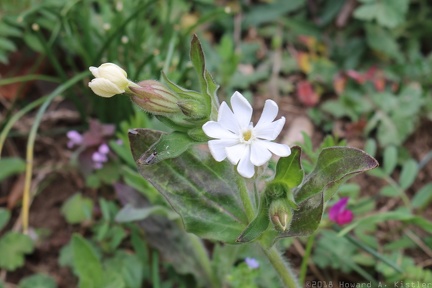 White Campion