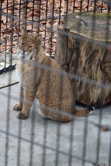 Bobcat