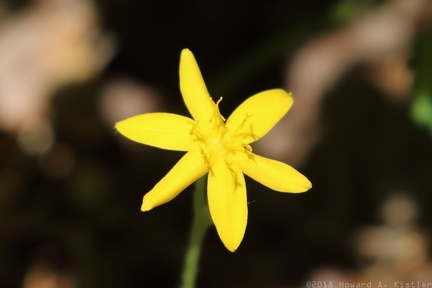 Common Goldstar