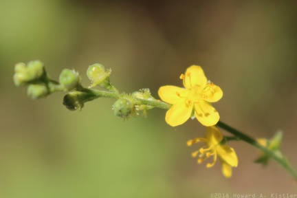 Small-flowered Agrimony