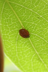 Multicoloured Asian Lady Beetle