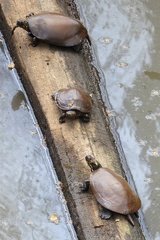 Eastern Painted Turtle