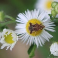 Jagged Ambush Bug & Daisy Fleabane