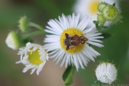 Jagged Ambush Bug & Daisy Fleabane