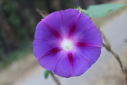 Common Morning Glory