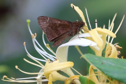 Clouded Skipper on Japanese Honeysuckle
