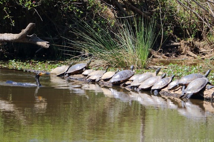 Cormorant inspecting the Turtle Lineup