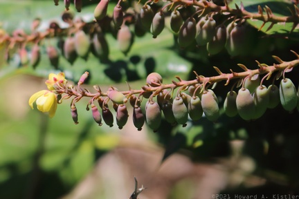 Leatherleaf Mahonia