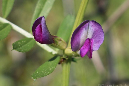 Spring Vetch
