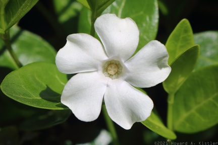 White Periwinkle