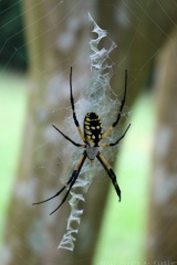 Black-and-Yellow Argiope in Elizabethan Gardens