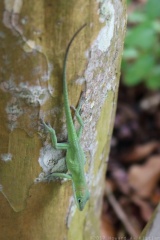 Lizard in Elizabethan Gardens