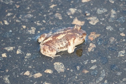 Toad