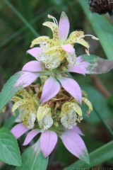 Spotted Beebalm