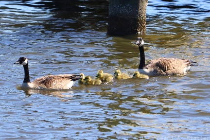 Canada Geese and Goslings